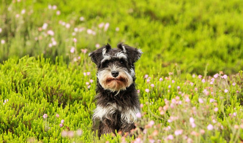 Mastering American Bully Training: Effective Socialization and Command Techniques